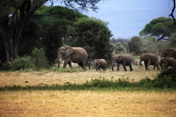 Elefantes Parque Nacional Amboseli Kenia Fotos De Bancos De Imagens