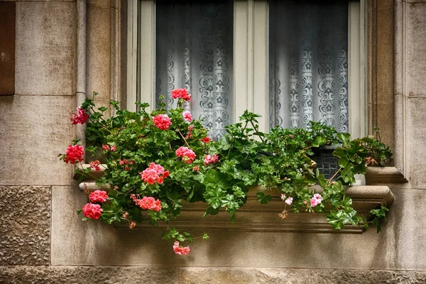 Okno Zdobené Čerstvými Květy Květináčích Spai — Stock fotografie