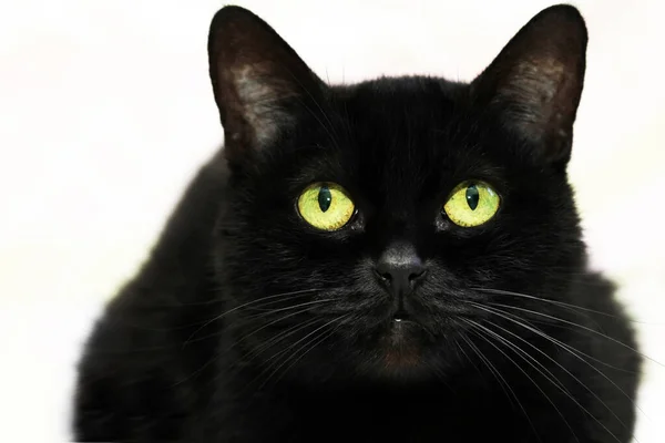 Schöne Schwarze Katze Auf Weißem Hintergrund — Stockfoto