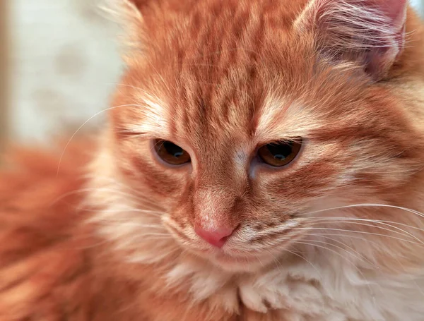 红头发的幼猫的肖像 — 图库照片