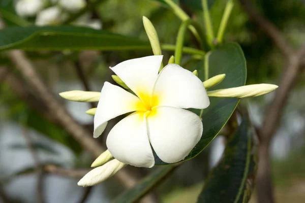 Plumeria veya frangipani çiçek.
