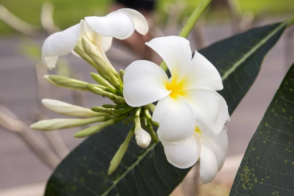 Plumeria ou flor de frangipani . — Fotografia de Stock