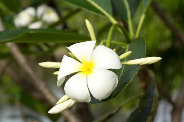 Plumeria ou fleur frangipani . — Photo