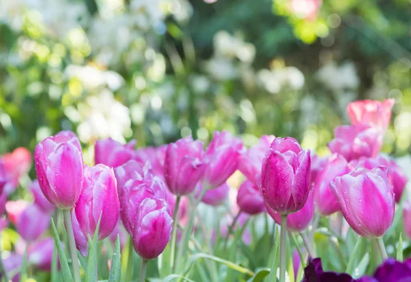 Gros plan de tulipes roses dans un champ . Photos De Stock Libres De Droits