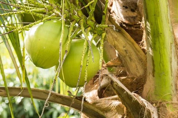 Fresco verde natura cocco . — Foto Stock