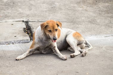 Sokak köpekleri, Beyaz ve Kahverengi Taylandlı köpek, sokakta yalnız başına evsiz köpek, iki farklı renkli köpek..