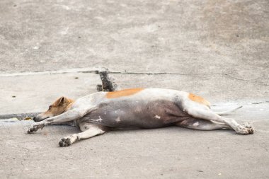 Sokak köpekleri, Beyaz ve Kahverengi Taylandlı köpek, sokakta yalnız başına evsiz köpek, iki farklı renkli köpek..