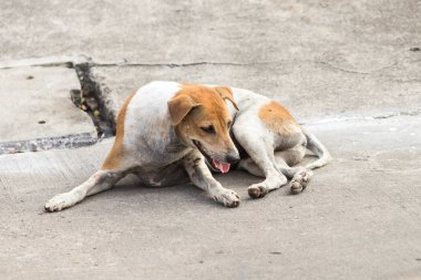Sokak köpekleri, Beyaz ve Kahverengi Taylandlı köpek, sokakta yalnız başına evsiz köpek, iki farklı renkli köpek..