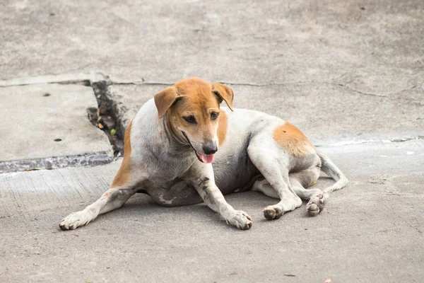 Sokak köpekleri, Beyaz ve Kahverengi Taylandlı köpek, sokakta yalnız başına evsiz köpek, iki farklı renkli köpek..