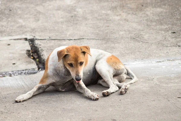 Sokak köpekleri, Beyaz ve Kahverengi Taylandlı köpek, sokakta yalnız başına evsiz köpek, iki farklı renkli köpek..