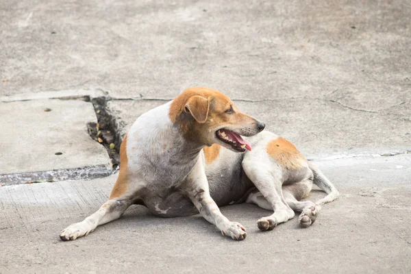Perros Callejeros Perros Tailandeses Blancos Marrones Cerrados Perros Sin Hogar — Foto de Stock