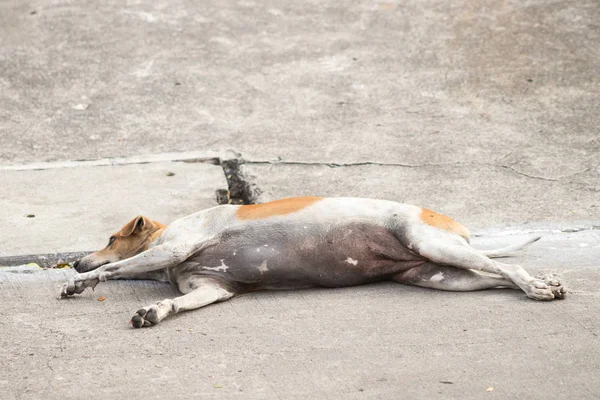 Sokak köpekleri, Beyaz ve Kahverengi Taylandlı köpek, sokakta yalnız başına evsiz köpek, iki farklı renkli köpek..