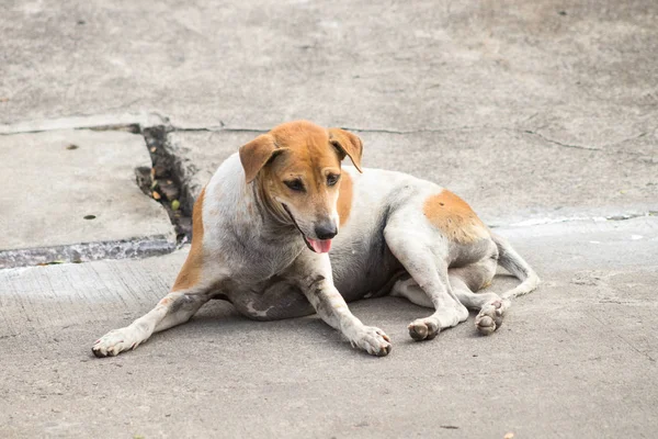 Straßenhunde Weiße Und Braune Thai Hunde Aus Nächster Nähe Obdachloser Stockfoto
