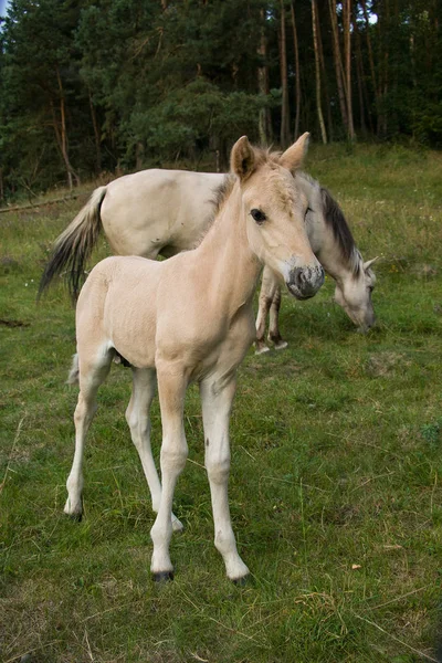 vahşi atlara Milli Parkı