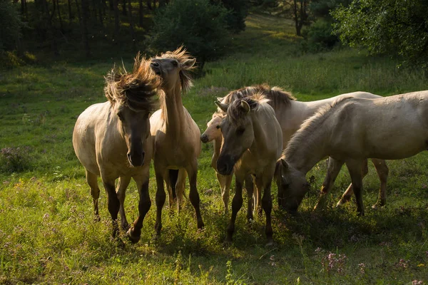 Cavalos selvagens konik — Fotografia de Stock