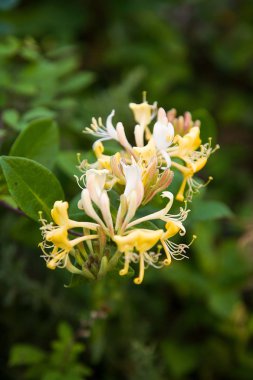 İspanya sahilinde hanımeli