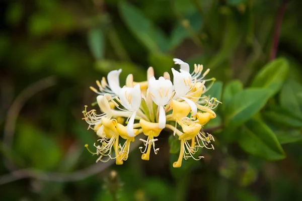 İspanya sahilinde hanımeli