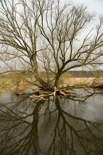 Paysage fluvial avec inondation Images De Stock Libres De Droits