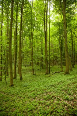 büyülü yeşil ahşap - kayın ağaçlarının