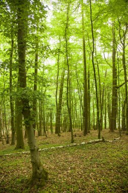 büyülü yeşil ahşap - kayın ağaçlarının