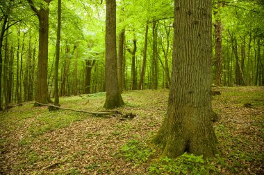 büyülü yeşil ahşap - kayın ağaçlarının