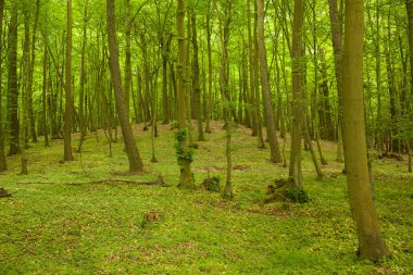 büyülü yeşil ahşap - kayın ağaçlarının