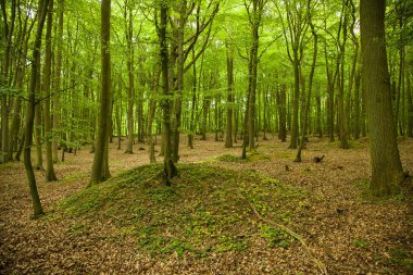 büyülü yeşil ahşap - kayın ağaçlarının