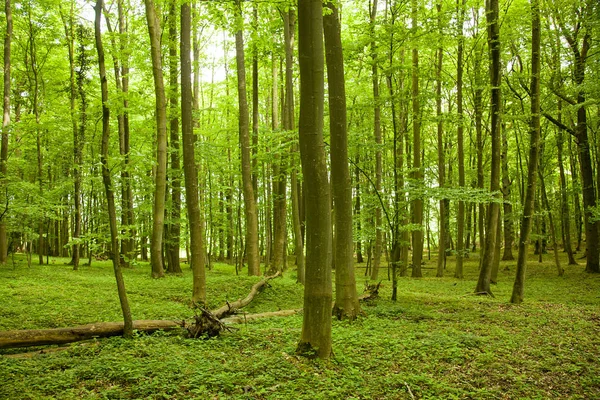 büyülü yeşil ahşap - kayın ağaçlarının