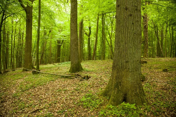 büyülü yeşil ahşap - kayın ağaçlarının