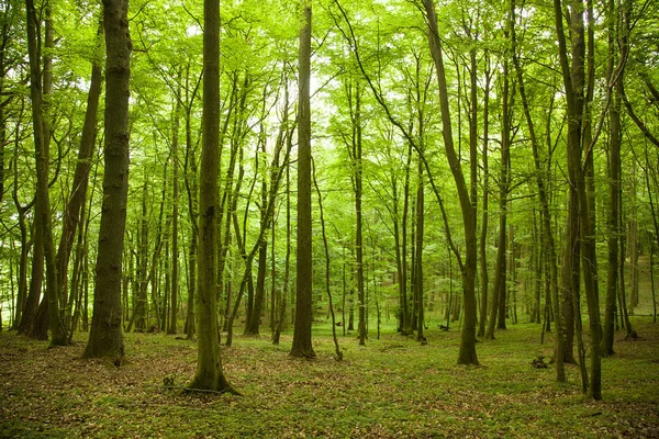 büyülü yeşil ahşap - kayın ağaçlarının