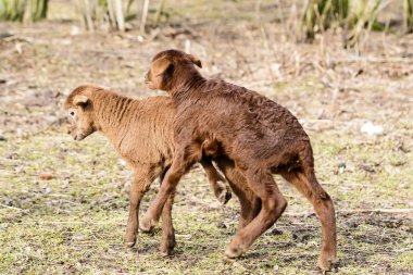 İki genç kuzu oyun