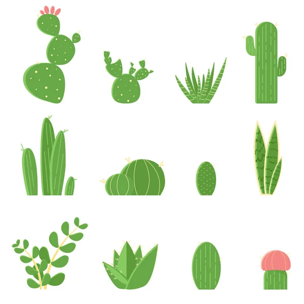 Ensemble de vecteurs plats de cactus et de plantes succulentes. Illustration de bande dessinée de cactus isolés sur fond blanc . — Image vectorielle