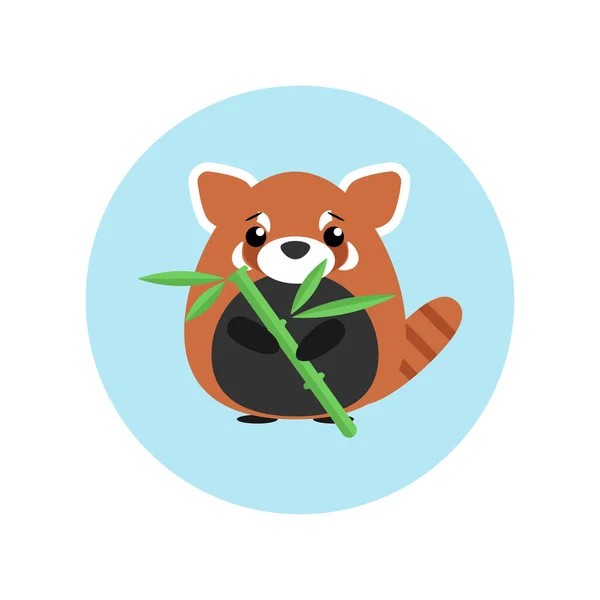 Lindo bebé panda rojo de pie con bambú en la pata sobre fondo círculo azul — Vector de stock