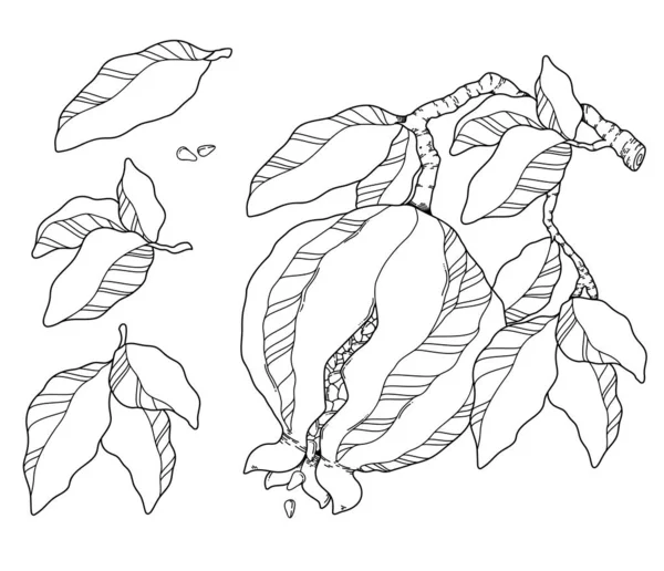 Vector illustration pomegranate ink pen drawing — Stock Vector