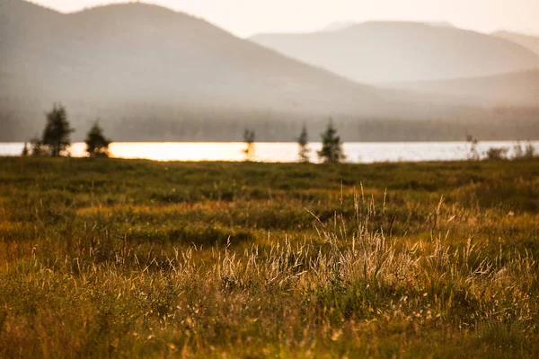 Batan güneşin çim