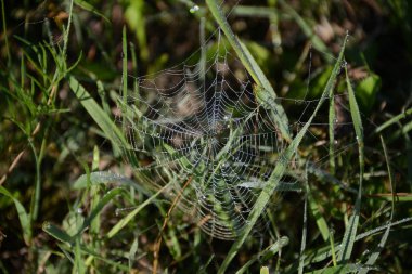 Web'de çiy damlaları