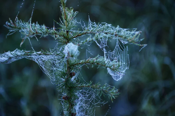 Web en gouttes de rosée sur une épinette — Photo