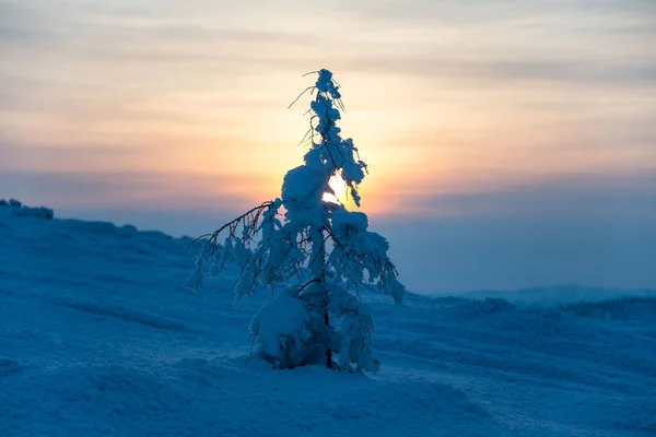 Gün batımını arka planda yalnız köknar ağacı