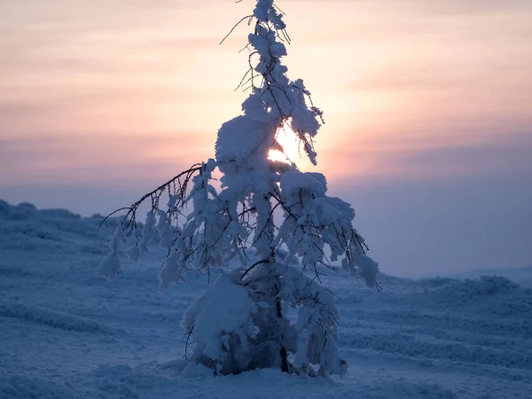 Gün batımını arka planda yalnız köknar ağacı