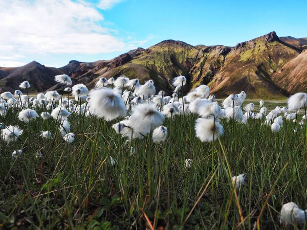 landmannalaugar, İzlanda, rhyolite dağlarla çevrili bir vadide pamuk çim alan