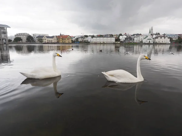 Reykjavik İzlanda havuzda yüzme Kuğu