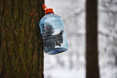 Büyük bir plastik şişe gıda ile bir ağaçta sıradan sincap.