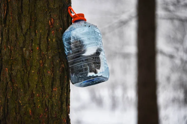 Büyük bir plastik şişe gıda ile bir ağaçta sıradan sincap.