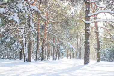 Güneşli bir kış karla kaplı orman