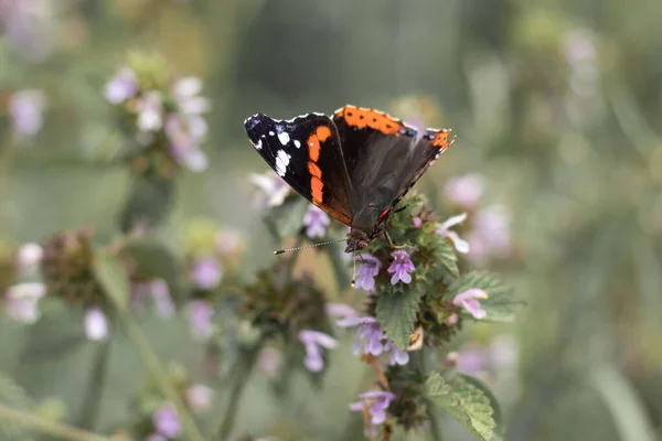 Gros plan photographié papillon sur une fleur. Papillon noir à pois orange — Photo