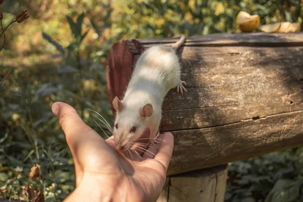 A white rat crawls on a log. The rodent is looking for food. The rat is white.