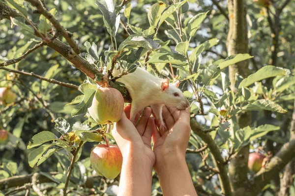 白いネズミが木の枝に登る。リンゴの木のネズミ. — ストック写真