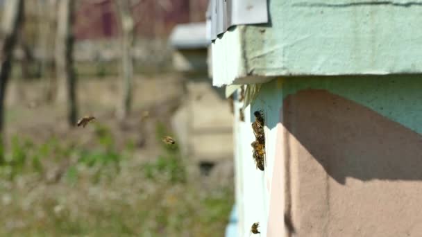 Las abejas vuelan a la colmena. Miel de abejas en el trabajo . — Vídeo de stock