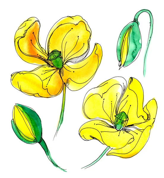 Sarı suluboya haşhaş