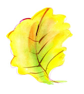 Sonbahar yaprak bir meşe. Suluboya